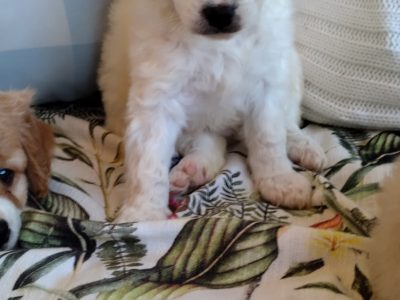 CAVOODLE PUPPIES READY FOR NEW HOMES