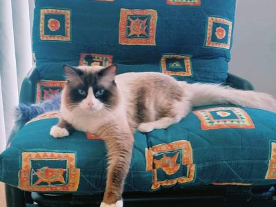 Ragdoll Stud Available