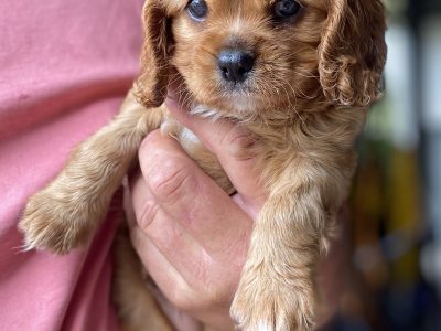 Cavalier King Charles Spaniel puppies
