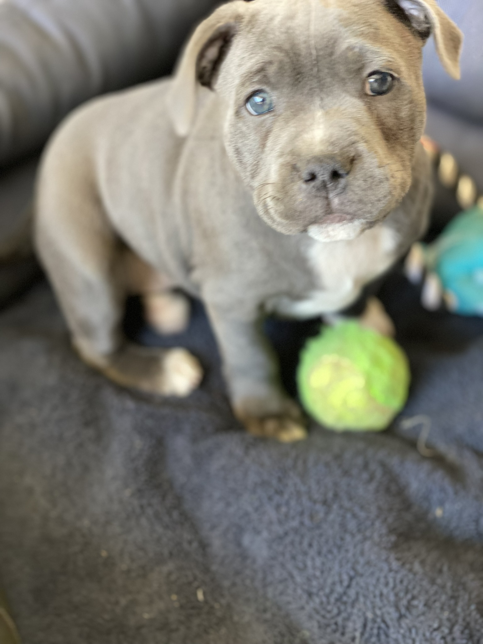 Blue English Staffy Pure Breed with full papers