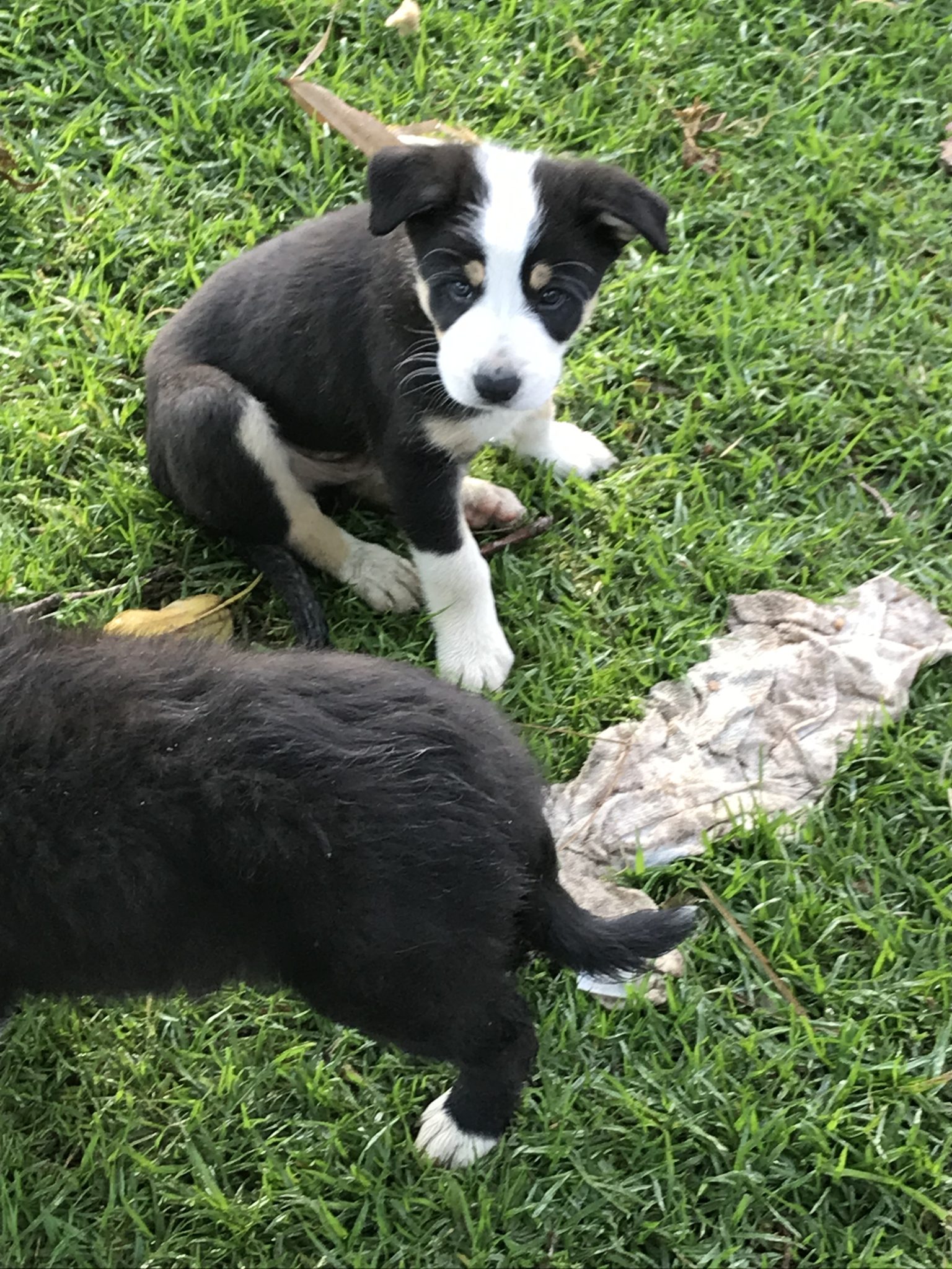 Border Collie Pups x 4 for sale