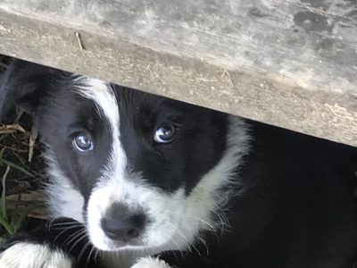 Border Collie Pups x 4 for sale