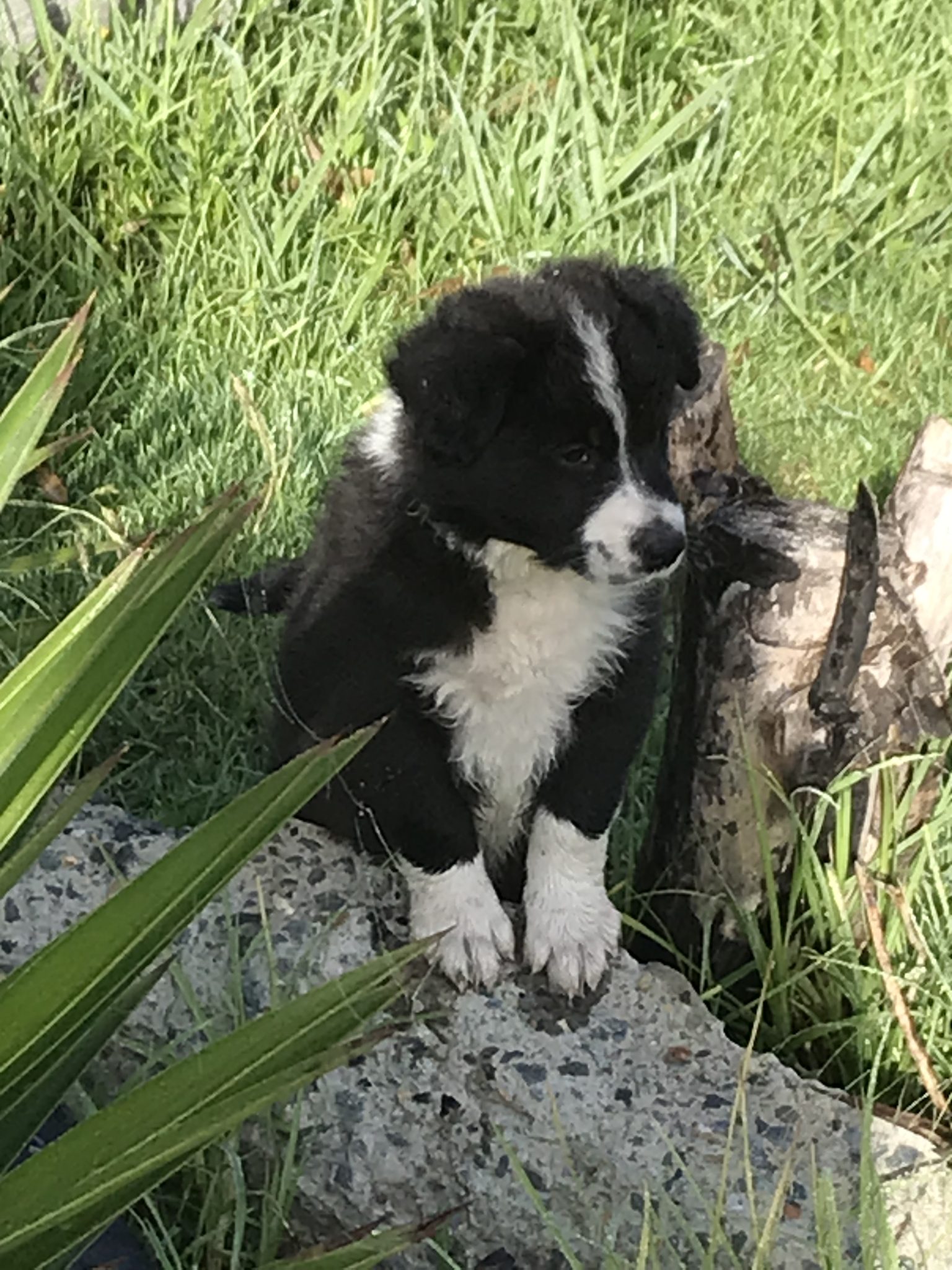 Border Collie Pups x 4 for sale