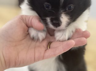 POMERANIAN PUREBRED PUPPY READY NOW.