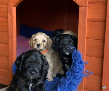 Cavoodle pups with outstanding temperaments