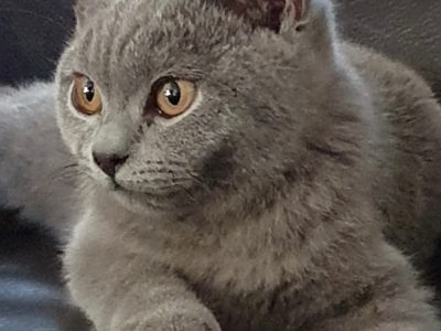 BRITISH SHORTHAIR KITTEN