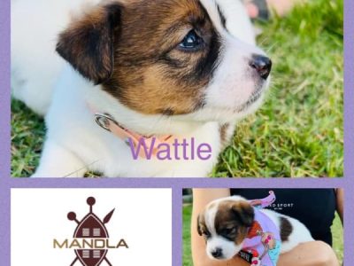 Pedigree Broken Coat Jack Russell Terrier Puppies