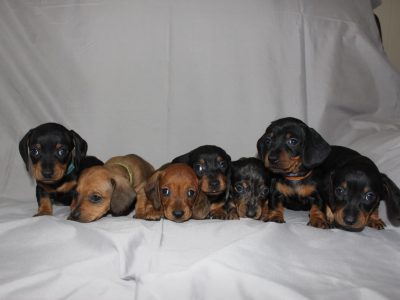READY XMAS EVE EOI MINI DACHSHUND PUPS