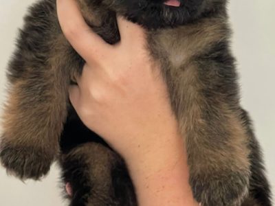 German Shepherds Puppies (Pure Bred, Long Coat)