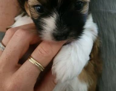 1 Maltese x Shih Tzu Puppy – Ready mid-Jan