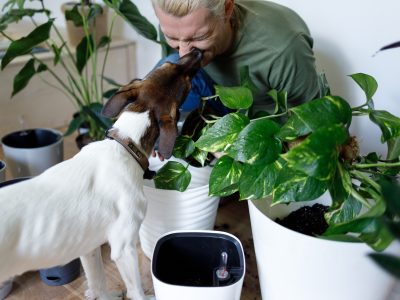8 Common Indoor Plants That Are Toxic to Dogs