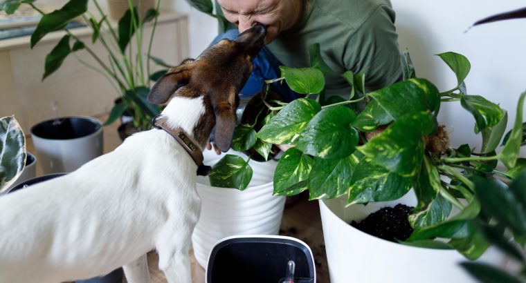 8 Common Indoor Plants That Are Toxic to Dogs