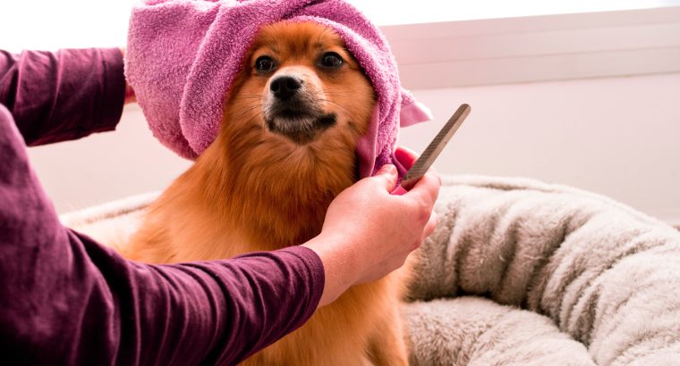 Expert Dog Grooming Tips