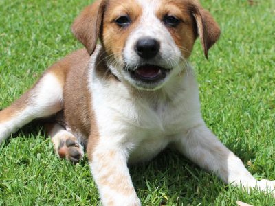 Kelpie x Heeler Pups