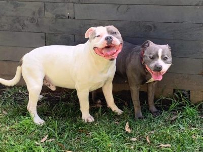 3 X English Staffy Puppies for sale