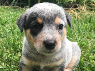 Australian Cattle Dog / Blue Heeler Pups