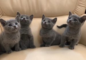 Purebred Russian Blue kittens Available Now