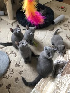 Purebred Russian Blue kittens Available Now