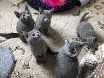 Purebred Russian Blue kittens Available Now