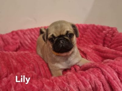 Pure Bred Pug Puppies for Sale! X 4 Females