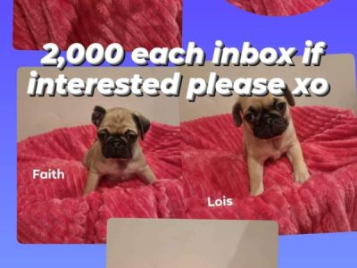 Pure Bred Pug Puppies for Sale! X 4 Females