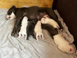 3 X English Staffy Puppies for sale