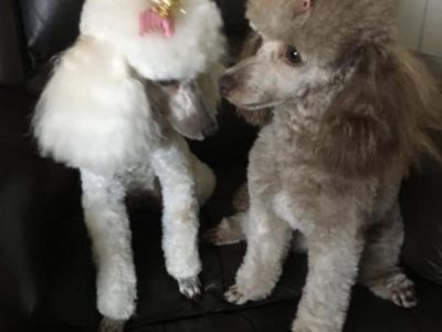 Toy Poodle Puppies Pure Bred, Genetic Screened 🎄