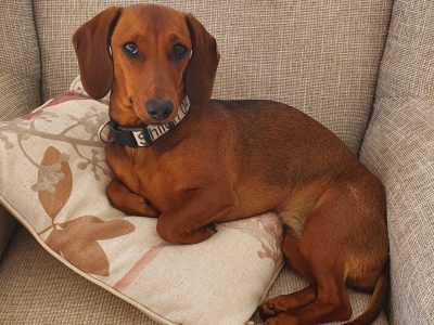 Mini Dachshunds pure breed