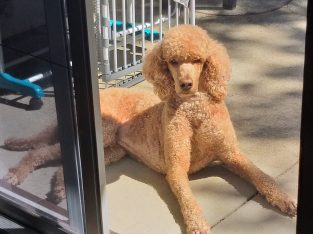 Poodle Standard – Tralee