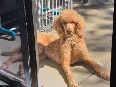 Poodle Standard – Tralee