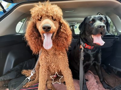 Labradoodle Puppies F1