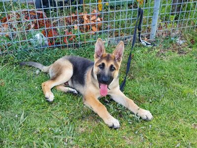 Pure Bred German Shepherd Puppies