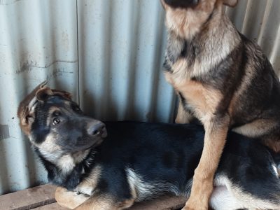 Protection Pure German Shepherd pups, Brando V