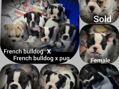 French Bulldog x French Bulldog/Pug