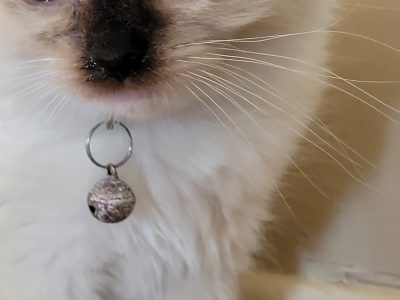 Purebred Ragdoll Kittens Available!!