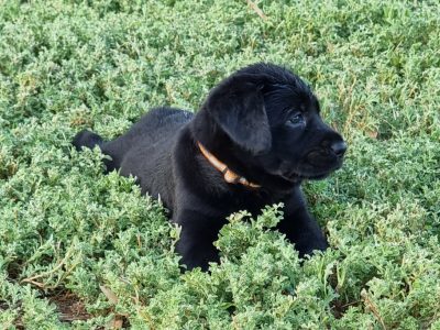Purebred Black Labrador Puppies