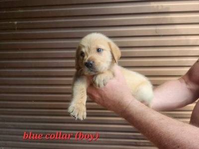 Golden Retriever X Labrador puppies