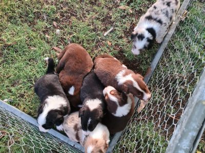 RPBA Border collie Puppys