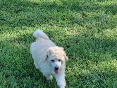STANDARD POODLE PUPPIES