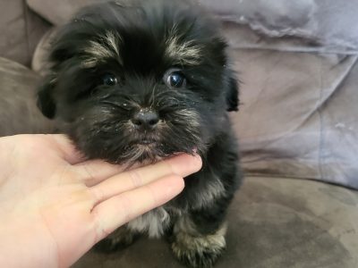 Shih Tzu X Maltese puppies
