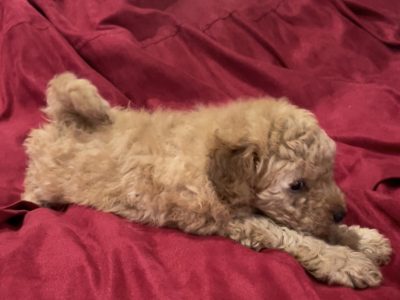 Toy poodle male dark apricot colour