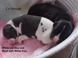 Whippet puppies