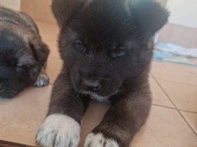 Akita puppies 3/4