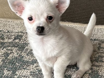 Pure bred chihuahua pups, 1girl.
