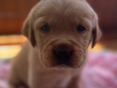 GOLDADOR PUPS GOLDEN RETRIEVER X LABRADOR