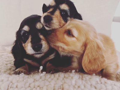 Black and cream miniature dachshund puppies