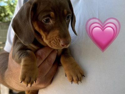Mini Dachshund Puppies- Ready Now!