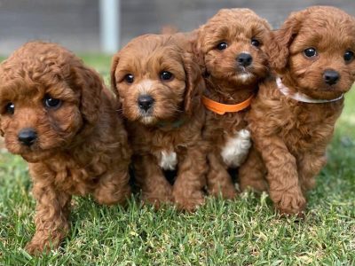 TOY CAVOODLE PUPPIES FOR SALE!