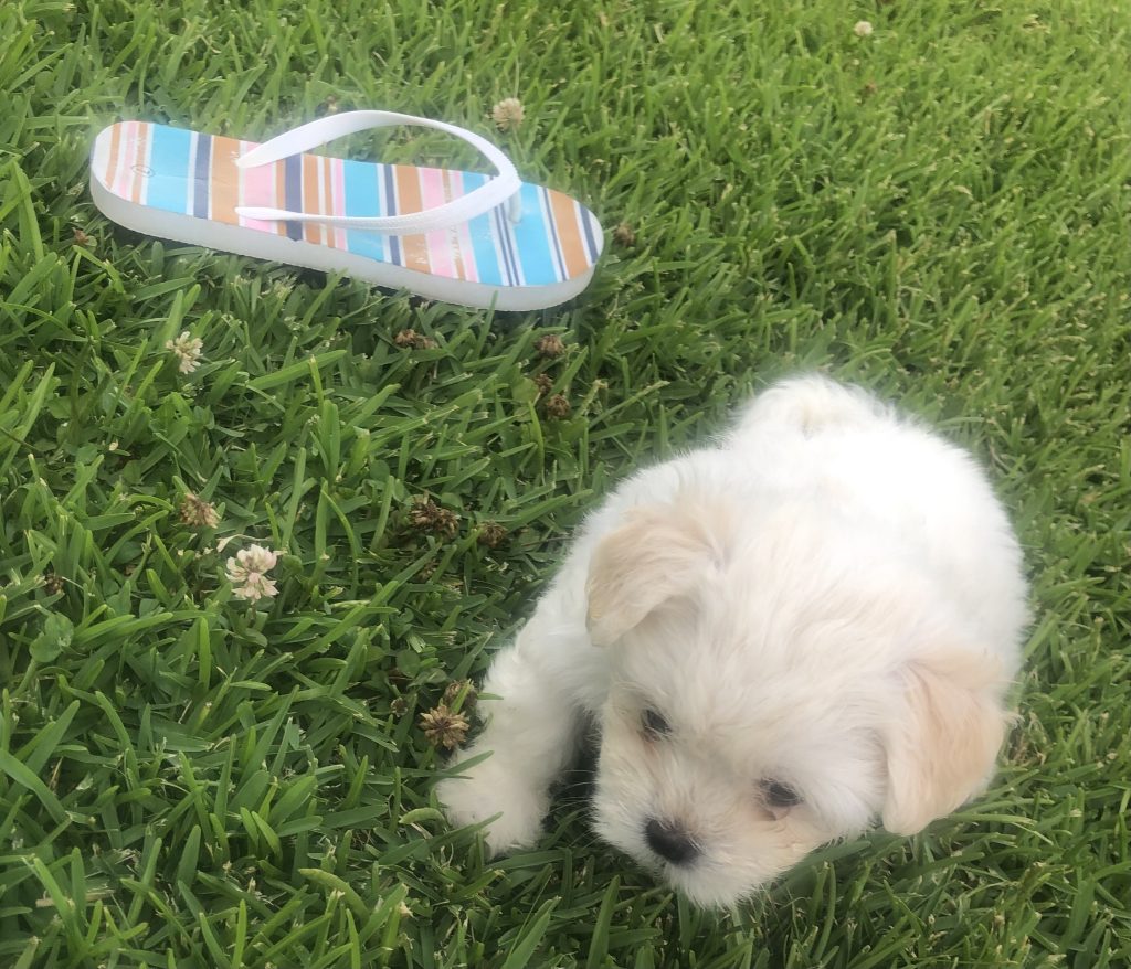 Maltese X Shih Tzu Burleigh Waters PetsForHomes