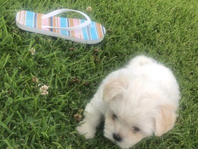 Maltese x Shih Tzu Puppies ready 17/01/23 $2000